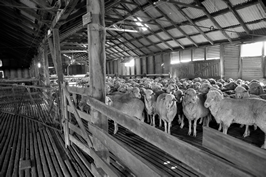 Steam Plains Shearing 022402 © Claire Parks Photography 